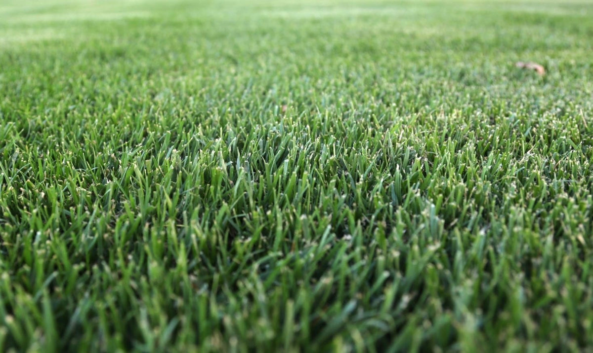RTF Tall Fescue lawn showing the leaf or landscaped finish.