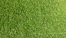 Pure Kikuyu - turfmate