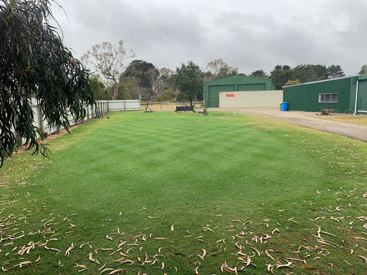 Striped green lawn at Turfmate, with a large gum tree and farm buildings.