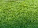 Sir Grange Zoysia Grass
