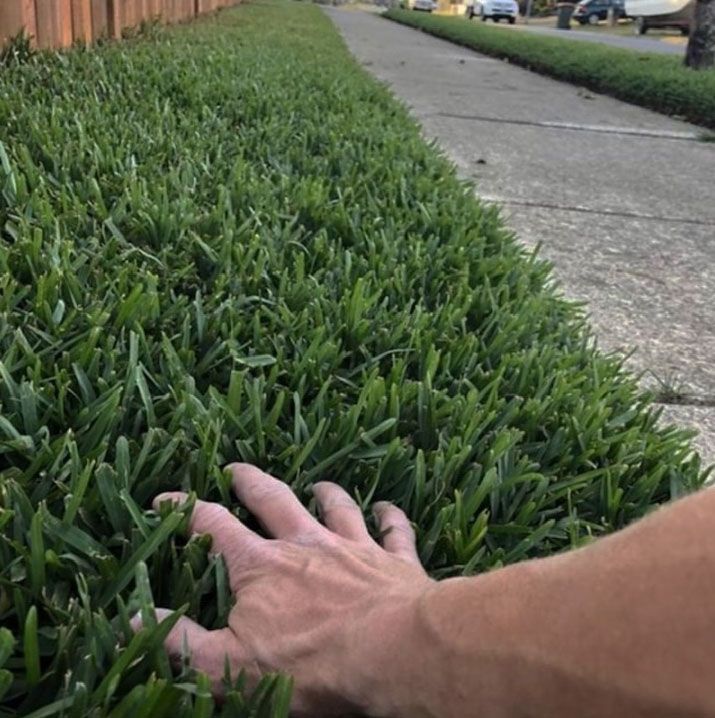Sir Walter DNA Certified Buffalo lawn showing the leaf or landscaped finish.