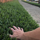 Sir Walter DNA Certified Buffalo