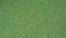 Penncross Bentgrass - turfmate