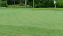 Penncross Bentgrass - turfmate
