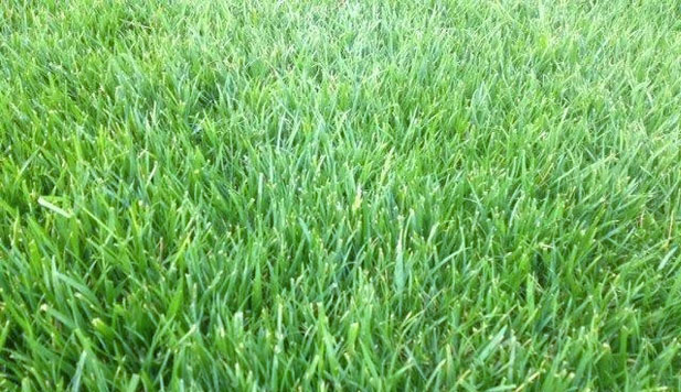 Home Lawn Turf Blend - turfmate