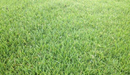 All Season Kikuyu - turfmate