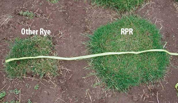 RPR Ryegrass - turfmate