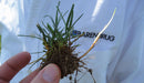 RTF Tall Fescue - turfmate